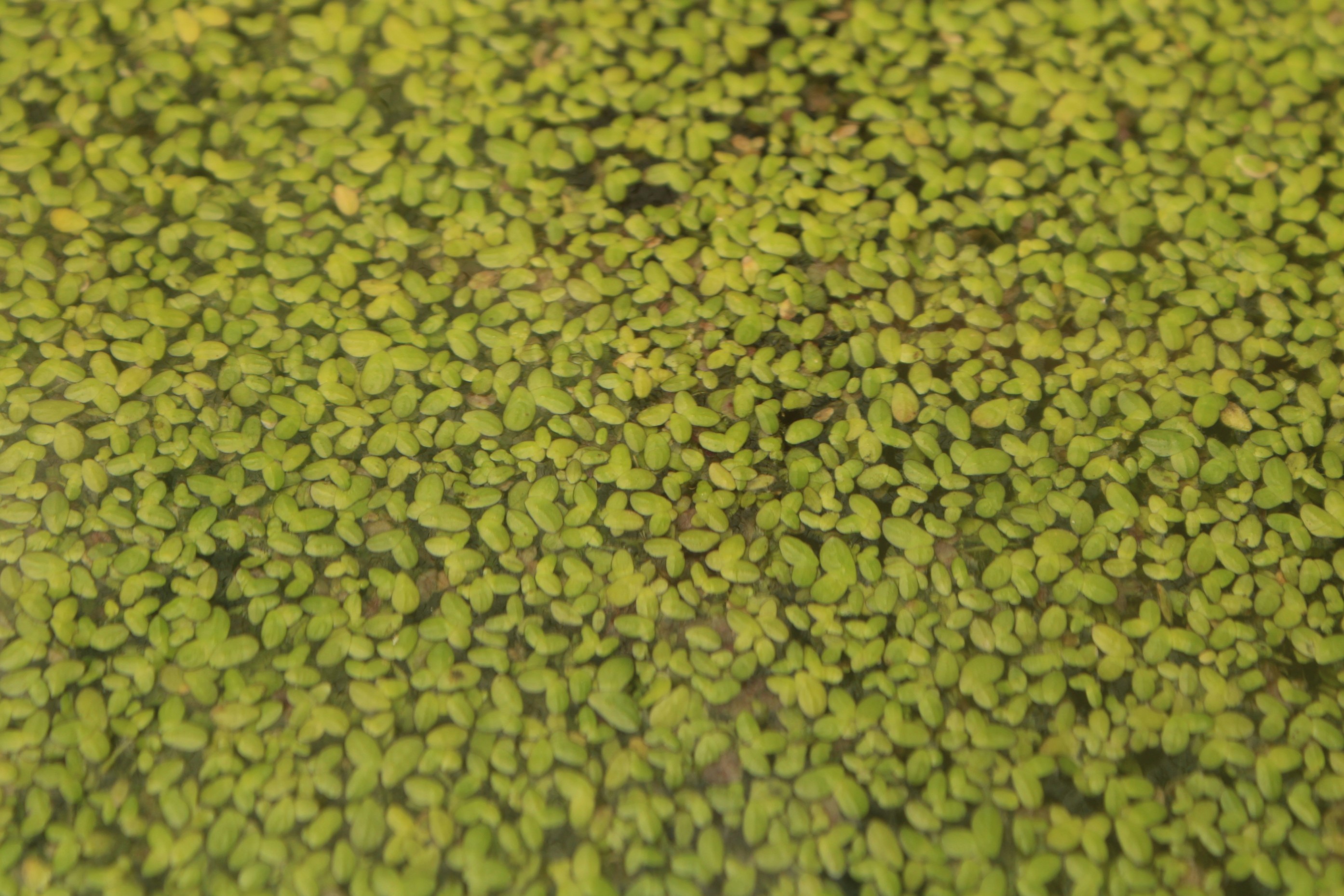 Azolla Production