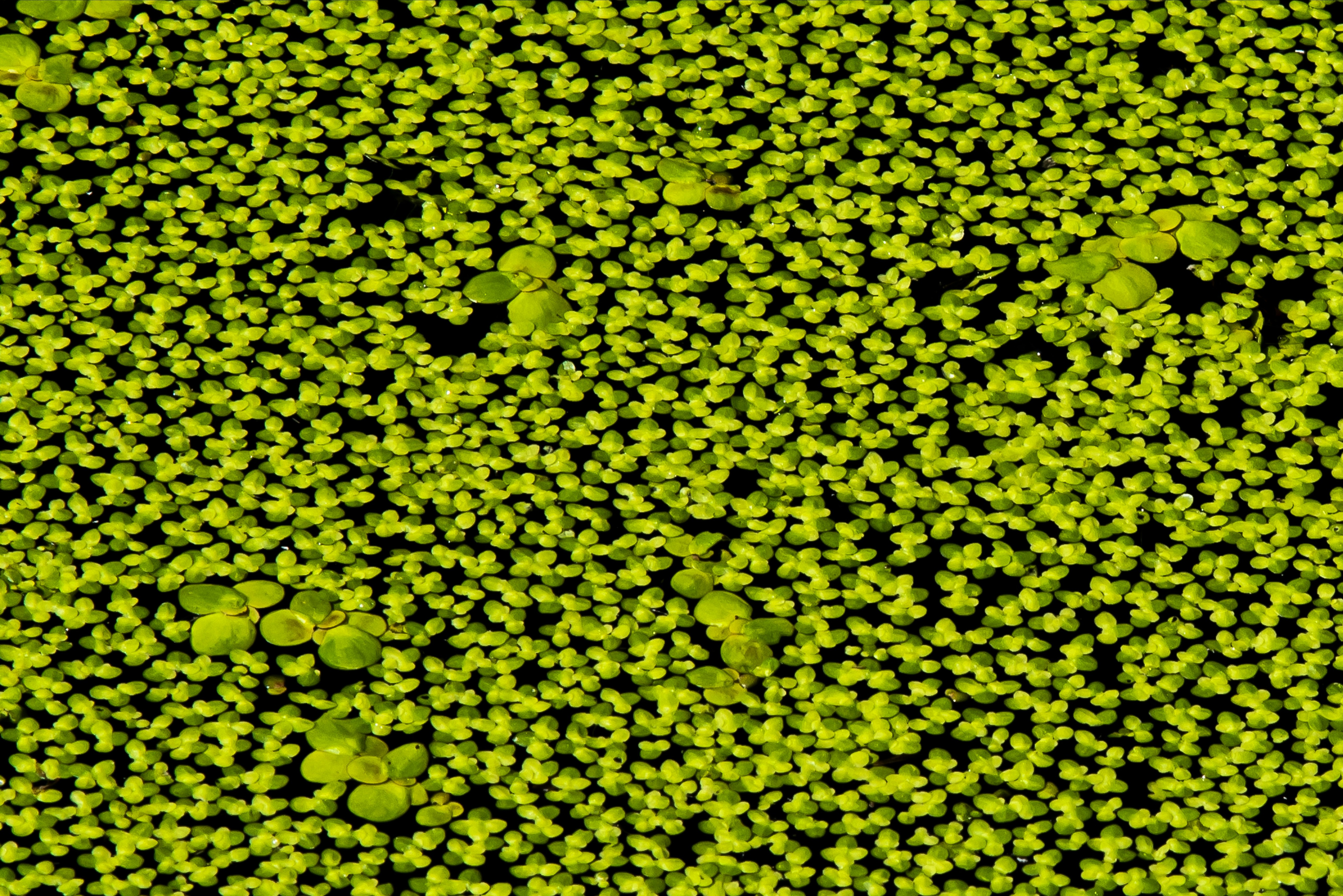 Duckweed Production