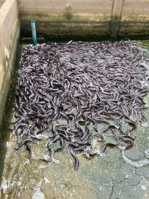 Fish broodstock management