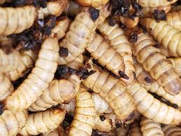 Larvae